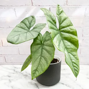 20 - 30cm Alocasia Corazon Grey King Elephant Ear 10.5cm Pot House Plant